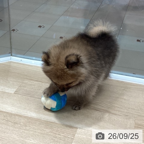 ポメラニアンの写真