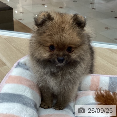 ポメラニアンの写真