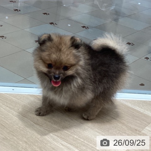 ポメラニアンの写真