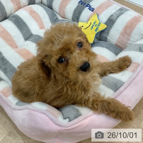群馬県のトイプードル(トイ) (ペットプラス 前橋店/2026年7月22日生まれ/男の子/アプリコット)の子犬の4枚目の画像