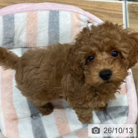 埼玉県のトイプードル(トイ) (ペッツワン 新座店/2026年7月27日生まれ/男の子/レッド)の子犬の4枚目の画像