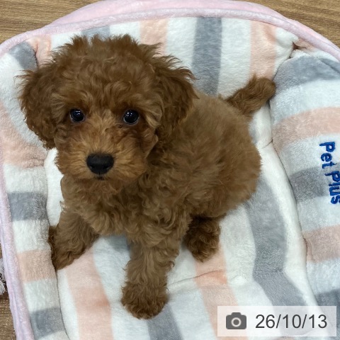 埼玉県のトイプードル(トイ) (ペッツワン 新座店/2026年7月27日生まれ/男の子/レッド)の子犬の3枚目の画像