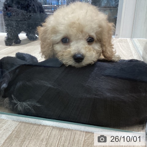 宮城県のトイプードル(トイ) (ペットプラス 仙台上杉店/2026年7月25日生まれ/男の子/アプリコット)の子犬の3枚目の画像