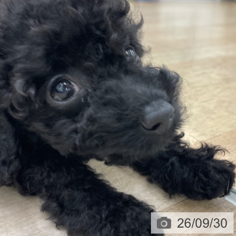 福島県のトイプードル(トイ) (ペットプラス 福島店/2026年7月25日生まれ/女の子/ブラック)の子犬の3枚目の画像