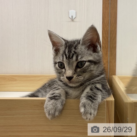 岩手県のアメリカンショートヘアー (ペットプラス 盛岡南店/2026年7月26日生まれ/男の子/シルバータビー)の子猫の4枚目の画像