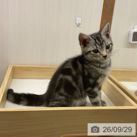 岩手県のアメリカンショートヘアー (ペットプラス 盛岡南店/2026年7月26日生まれ/男の子/シルバータビー)の子猫の3枚目の画像
