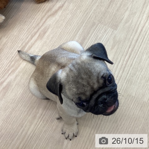 千葉県のパグ (ペットプラス 木更津店/2026年7月29日生まれ/男の子/フォーン)の子犬の3枚目の画像
