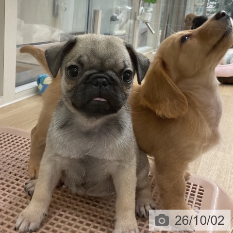神奈川県のパグ (ペットプラス 湘南平塚店/2026年7月29日生まれ/女の子/フォーン)の子犬の4枚目の画像