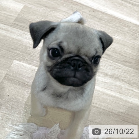 神奈川県のパグ (ペットプラス ゆめが丘ソラトス店/2026年7月29日生まれ/女の子/フォーン)の子犬の3枚目の画像