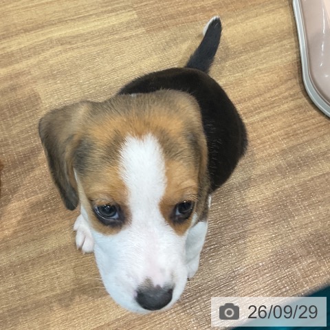 埼玉県のビーグル (ペッツワン 新座店/2026年7月27日生まれ/女の子/ブラックタンホワイト)の子犬の4枚目の画像