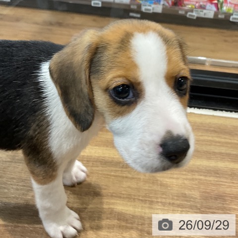 埼玉県のビーグル (ペッツワン 新座店/2026年7月27日生まれ/女の子/ブラックタンホワイト)の子犬の3枚目の画像
