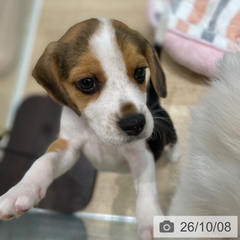 宮城県のビーグル (ペットプラス 仙台泉大沢店/2026年7月27日生まれ/女の子/ブラックタンホワイト)の子犬の4枚目の画像