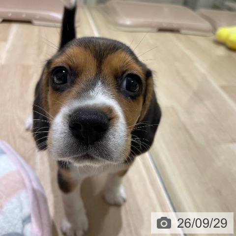 ビーグルの写真