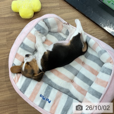 茨城県のビーグル (ペッツワン 阿見店/2026年7月29日生まれ/女の子/ブラックタンホワイト)の子犬の4枚目の画像