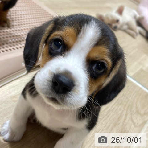 埼玉県のビーグル (ペットプラス ららぽーと富士見店/2026年7月29日生まれ/女の子/ブラックタンホワイト)の子犬の4枚目の画像