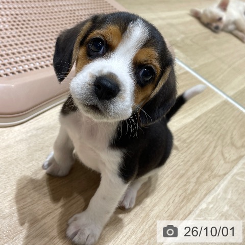 埼玉県のビーグル (ペットプラス ららぽーと富士見店/2026年7月29日生まれ/女の子/ブラックタンホワイト)の子犬の3枚目の画像