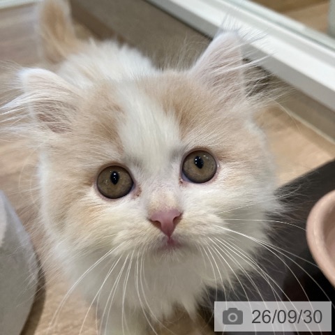 千葉県のスコティッシュフォールド (ペットプラス コトエ流山おおたかの森店/2026年7月28日生まれ/女の子/クリームタビーホワイト)の子猫の3枚目の画像