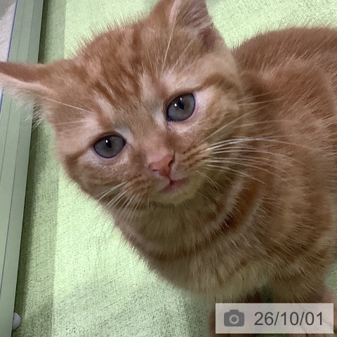 長野県のマンチカン (ペットプラス 松本店/2026年7月22日生まれ/男の子/レッドタビー)の子猫の3枚目の画像