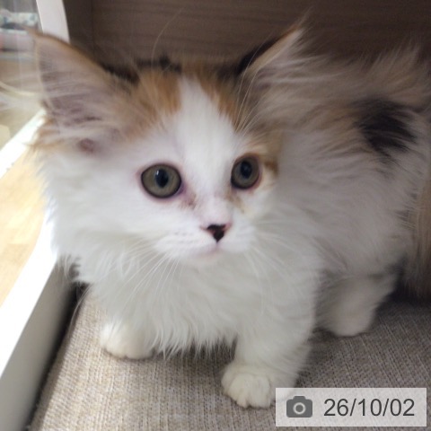 東京都のマンチカン (ペットプラス 日の出店/2026年7月26日生まれ/女の子/キャリコ)の子猫の3枚目の画像