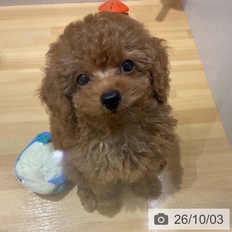 埼玉県のトイプードル(トイ) (ペットプラス 与野店/2026年7月29日生まれ/女の子/レッド)の子犬の3枚目の画像