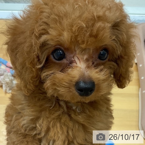 埼玉県のトイプードル(トイ) (ペットプラス 与野店/2026年7月29日生まれ/女の子/レッド)の子犬の3枚目の画像