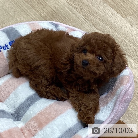 宮城県のトイプードル(トイ) (ペットプラス 名取店/2026年7月29日生まれ/女の子/レッド)の子犬の3枚目の画像