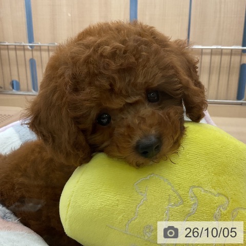 埼玉県のトイプードル(トイ) (ペッツワン 浦和美園店/2026年7月29日生まれ/女の子/レッド)の子犬の3枚目の画像