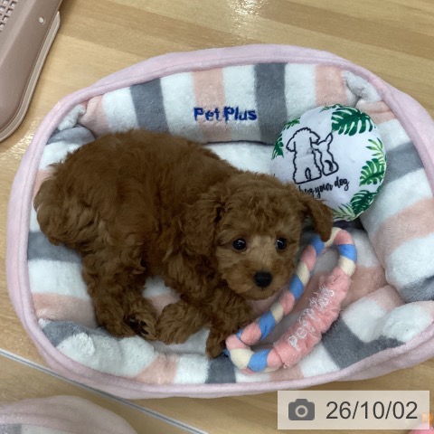 長野県のトイプードル(トイ) (ペットプラス 松本店/2026年7月28日生まれ/男の子/レッド)の子犬の4枚目の画像