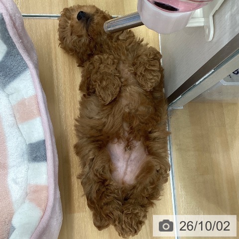 長野県のトイプードル(トイ) (ペットプラス 松本店/2026年7月28日生まれ/男の子/レッド)の子犬の3枚目の画像