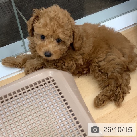 長野県のトイプードル(トイ) (ペットプラス 松本店/2026年7月28日生まれ/男の子/レッド)の子犬の3枚目の画像