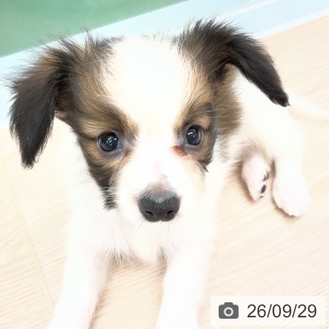 埼玉県のパピヨン (ペットプラス 上尾店/2026年7月28日生まれ/男の子/ホワイトブラウン)の子犬の4枚目の画像