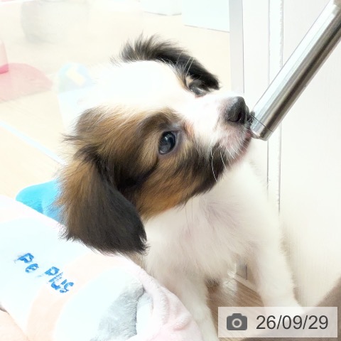 埼玉県のパピヨン (ペットプラス 上尾店/2026年7月28日生まれ/男の子/ホワイトブラウン)の子犬の3枚目の画像