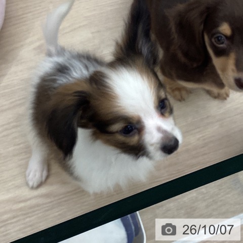埼玉県のパピヨン (ペットプラス 上尾店/2026年7月28日生まれ/男の子/ホワイトブラウン)の子犬の4枚目の画像