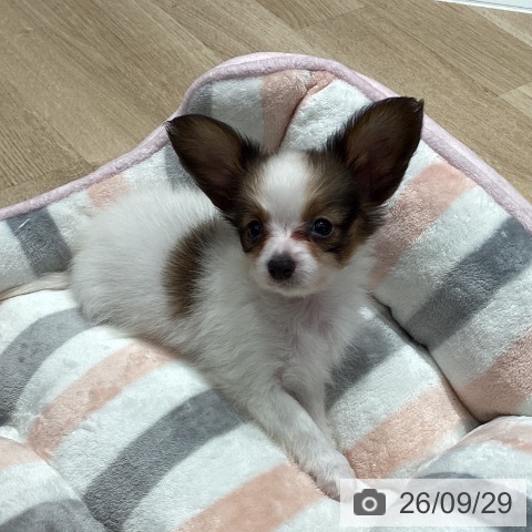 パピヨンの写真