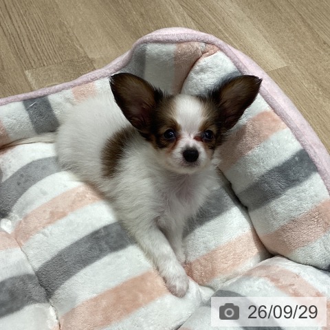パピヨンの写真