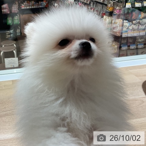 神奈川県のポメラニアン (ペットプラス 湘南平塚店/2026年7月26日生まれ/男の子/ホワイトクリーム)の子犬の3枚目の画像