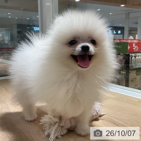 神奈川県のポメラニアン (ペットプラス 湘南平塚店/2026年7月26日生まれ/男の子/ホワイトクリーム)の子犬の4枚目の画像