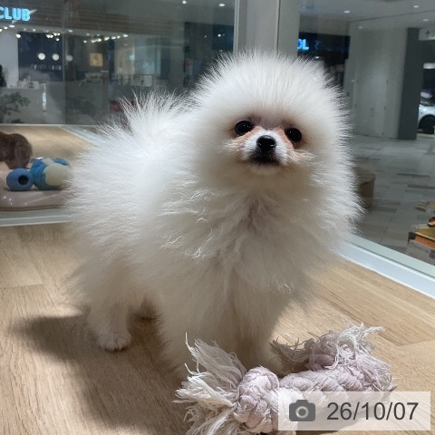 神奈川県のポメラニアン (ペットプラス 湘南平塚店/2026年7月26日生まれ/男の子/ホワイトクリーム)の子犬の3枚目の画像