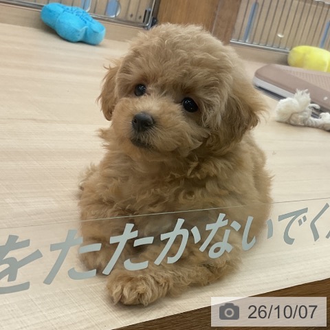 埼玉県のトイプードル(トイ) (ペッツワン 浦和美園店/2026年7月29日生まれ/女の子/アプリコット)の子犬の3枚目の画像