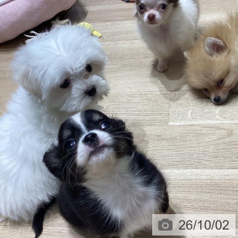 長野県のマルチーズ (ペットプラス 須坂店/2026年7月26日生まれ/男の子/ホワイト)の子犬の3枚目の画像