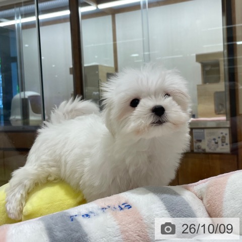 長野県のマルチーズ (ペットプラス 須坂店/2026年7月26日生まれ/男の子/ホワイト)の子犬の3枚目の画像