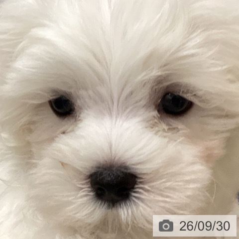 山梨県のマルチーズ (ペットプラス 甲府昭和店/2026年7月26日生まれ/男の子/ホワイト)の子犬の4枚目の画像