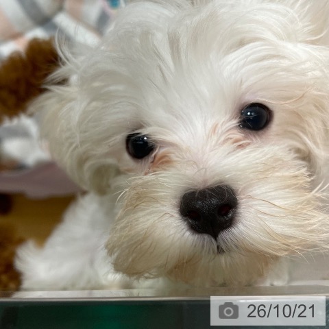 山梨県のマルチーズ (ペットプラス 甲府昭和店/2026年7月26日生まれ/男の子/ホワイト)の子犬の3枚目の画像