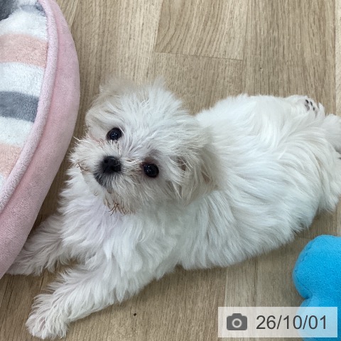 山梨県のマルチーズ (ペットプラス 甲府国母店/2026年7月26日生まれ/女の子/ホワイト)の子犬の3枚目の画像