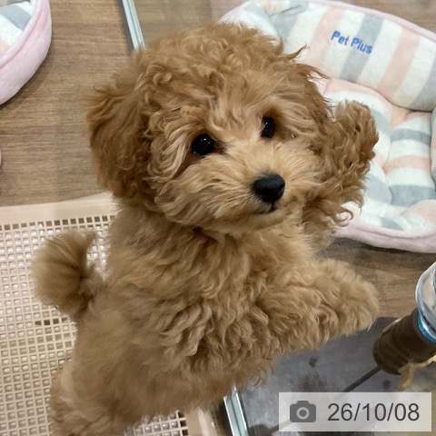 神奈川県のトイプードル(トイ) (ペッツワン 鎌倉梶原店/2026年7月25日生まれ/男の子/オレンジフォーン)の子犬の4枚目の画像