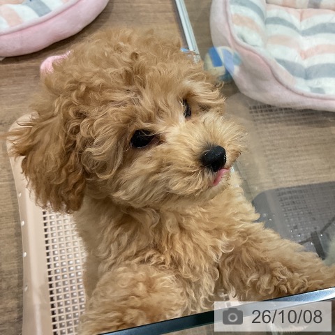 神奈川県のトイプードル(トイ) (ペッツワン 鎌倉梶原店/2026年7月25日生まれ/男の子/オレンジフォーン)の子犬の3枚目の画像