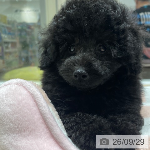 長野県のトイプードル(トイ) (ペットプラス 須坂店/2026年7月28日生まれ/男の子/ブラック)の子犬の4枚目の画像