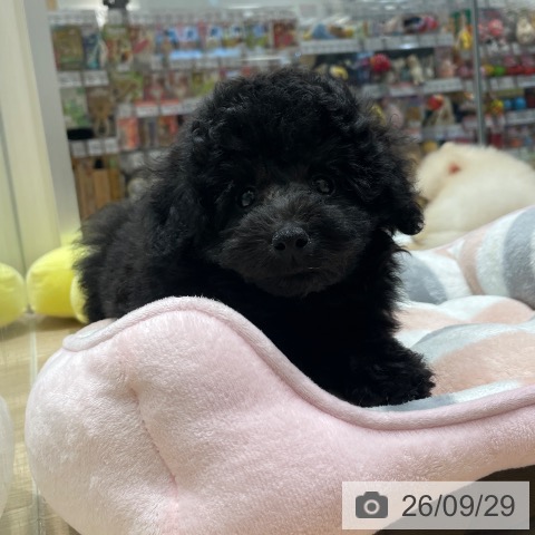 長野県のトイプードル(トイ) (ペットプラス 須坂店/2026年7月28日生まれ/男の子/ブラック)の子犬の3枚目の画像