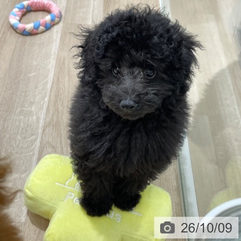 長野県のトイプードル(トイ) (ペットプラス 須坂店/2026年7月28日生まれ/男の子/ブラック)の子犬の4枚目の画像