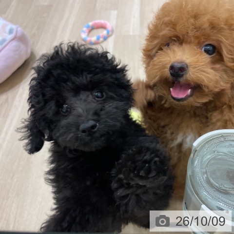 長野県のトイプードル(トイ) (ペットプラス 須坂店/2026年7月28日生まれ/男の子/ブラック)の子犬の3枚目の画像